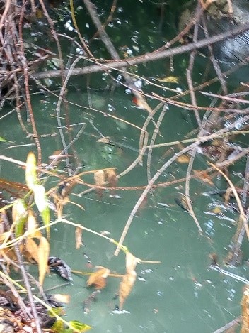 JIV PICS 5